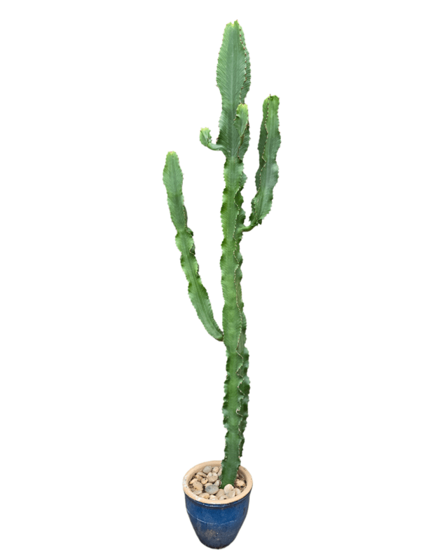 Euphorbia ingens