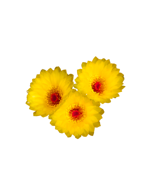 Notocactus tabularis