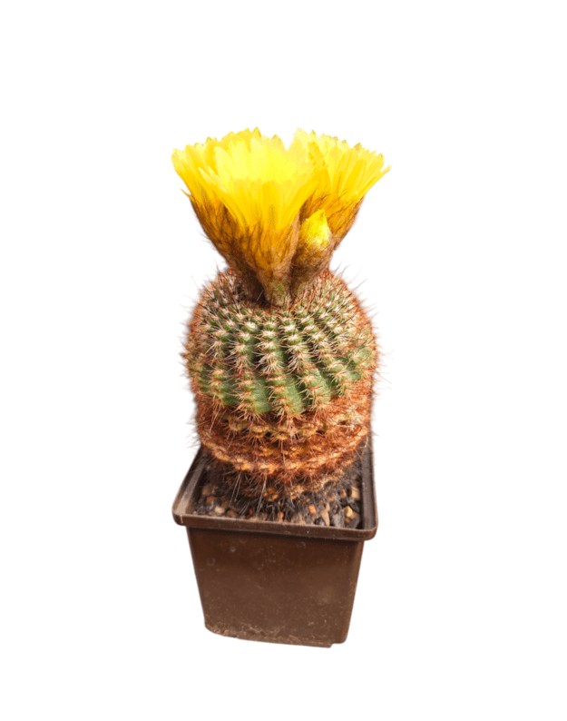 Notocactus tabularis