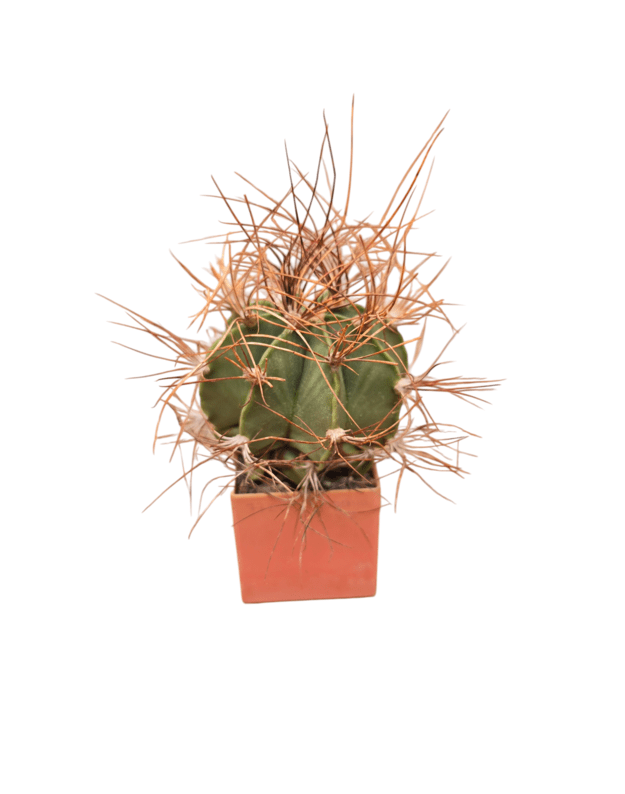 Astrophytum senilis