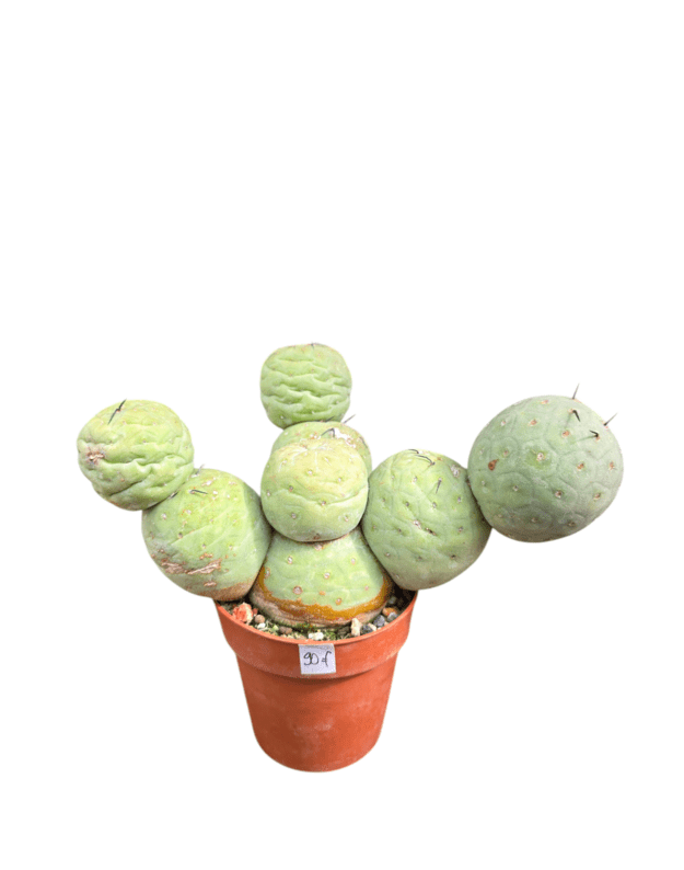 Tephrocactus geometricus 1