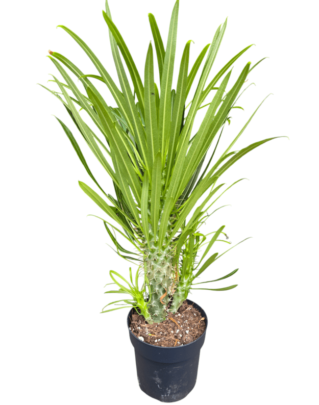 Pachypodium lamerei 