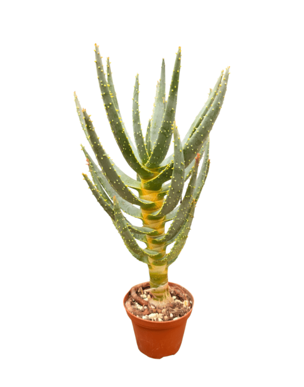 Aloe dichotoma