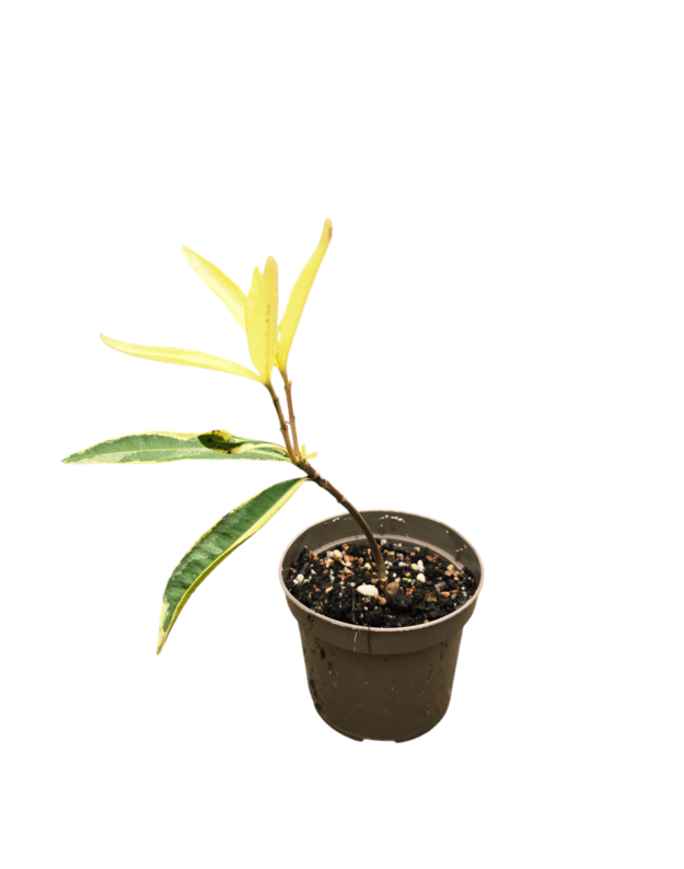 Nerium oleander variegata
