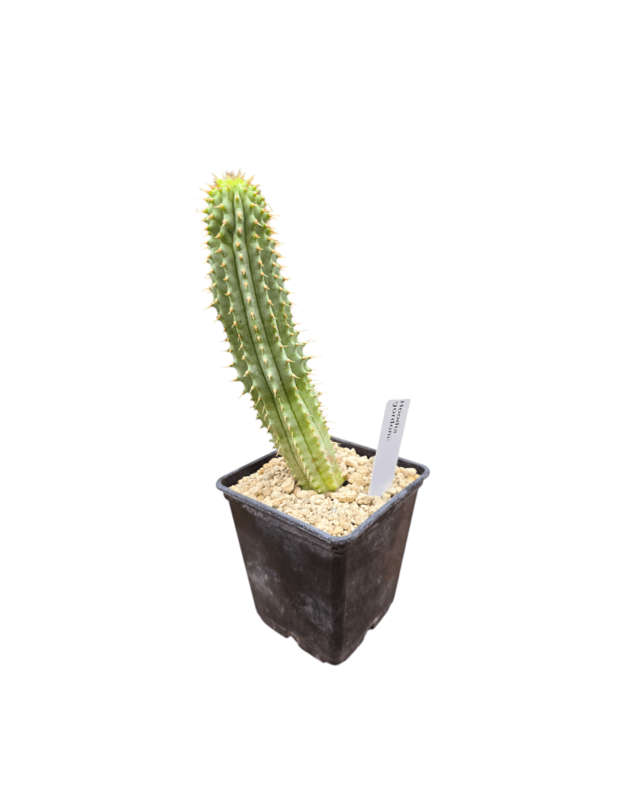 Hoodia gordonii