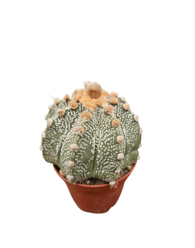 Astrophytum asterias