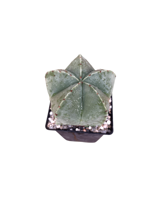 Astrophytum myriostigma nudum 1
