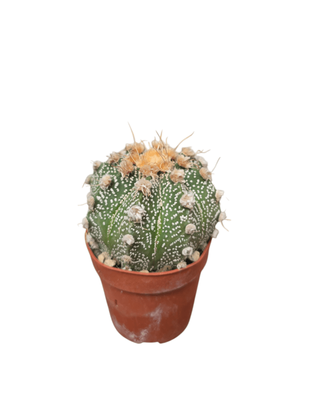 Astrophytum asterias super kabuto 3