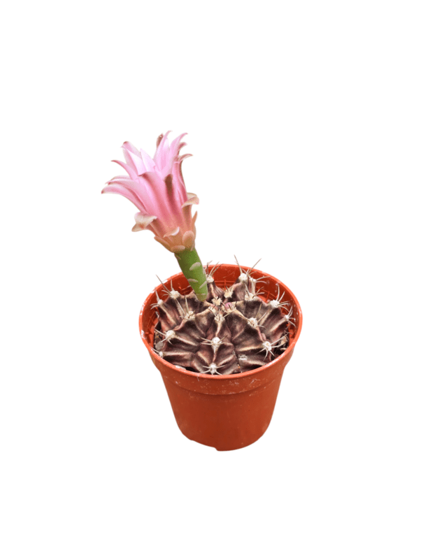 Gymnocalycium mihanovichii 