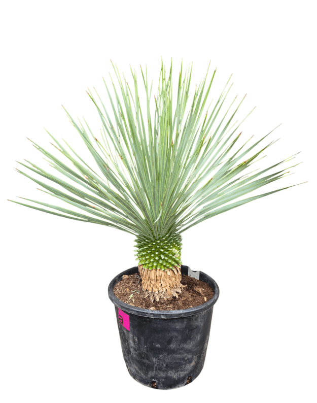 Yucca rostrata