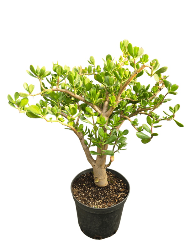 Crassula ovata 