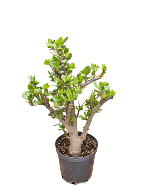 Crassula ovata 