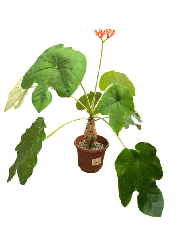 Jatropha podagrica