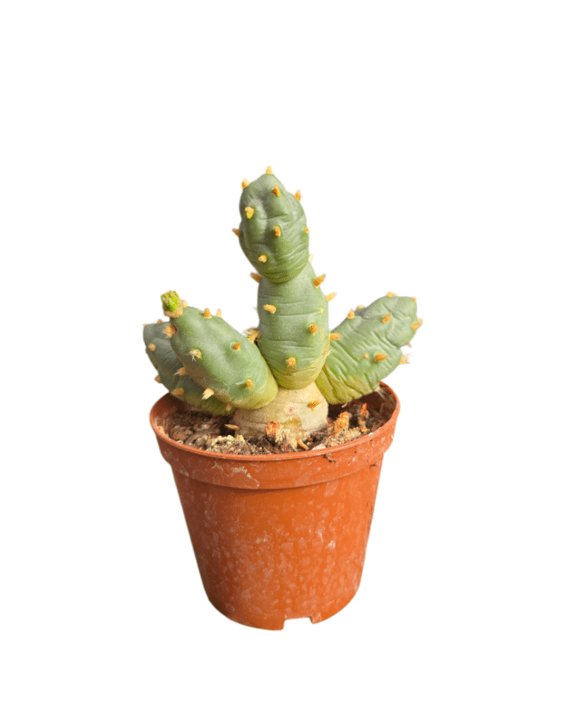 Tephrocactus Rossianus