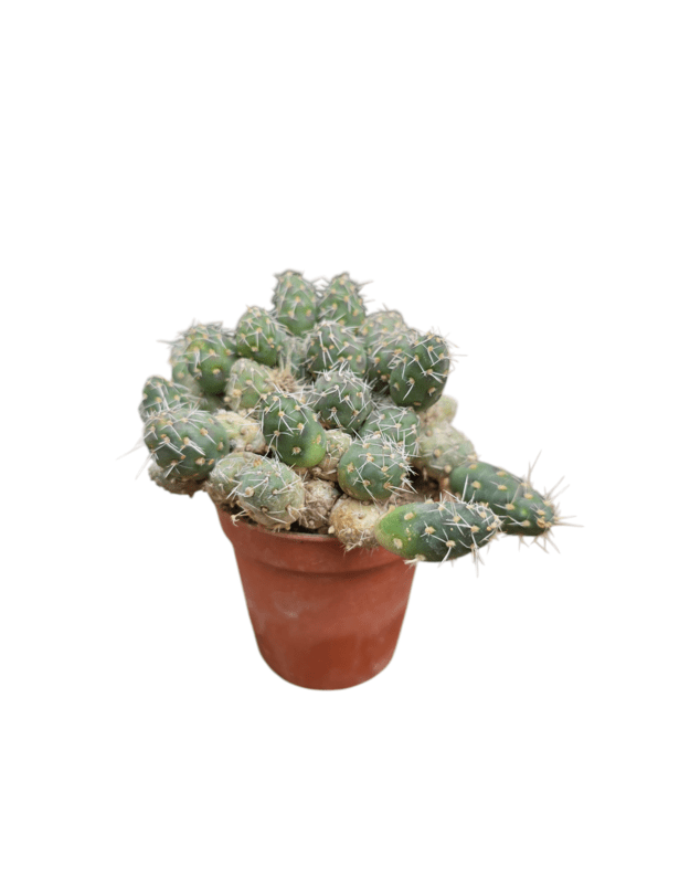 Tephrocactus subterraneus