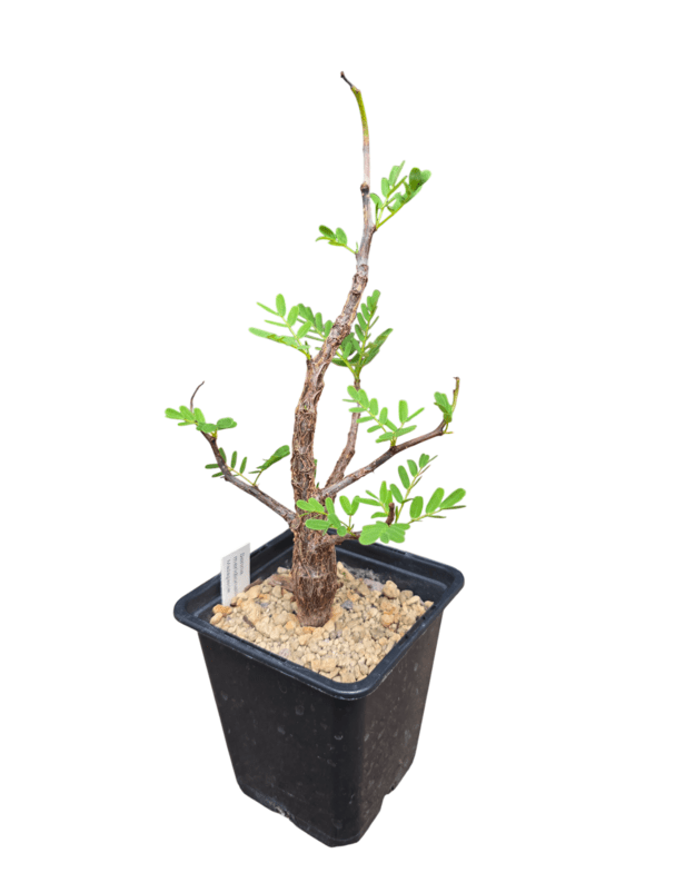 Senna meridionalis