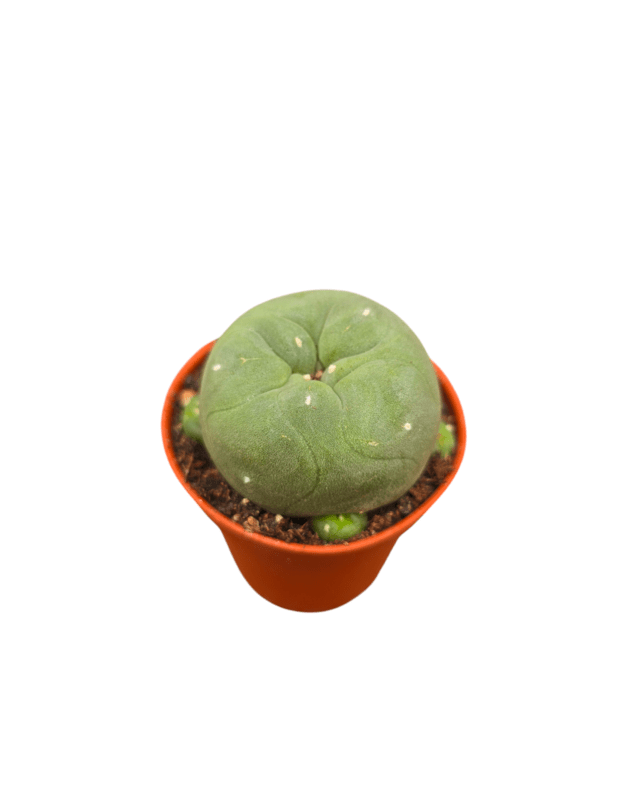 Lophophora williamsii