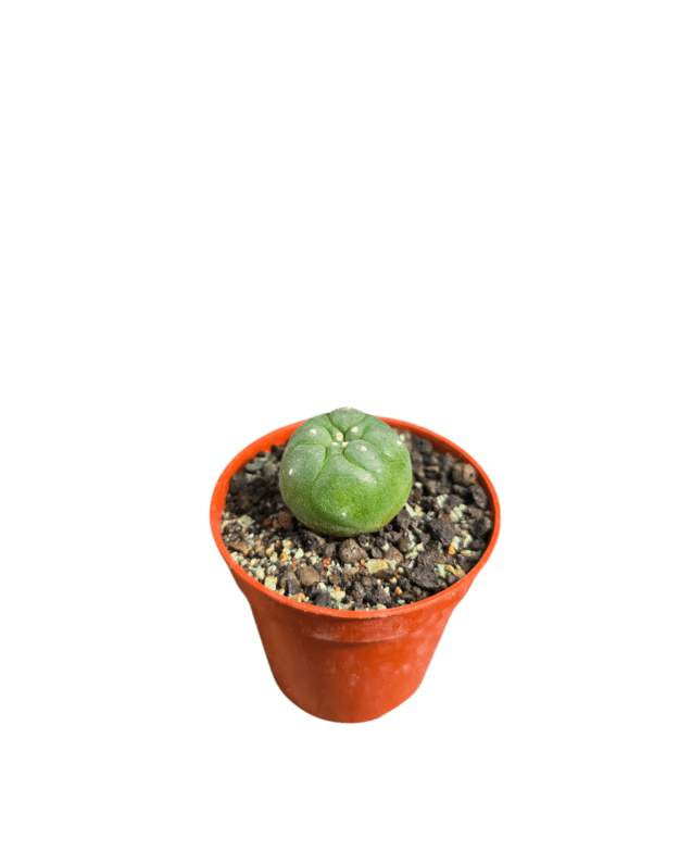 Lophophora fricii