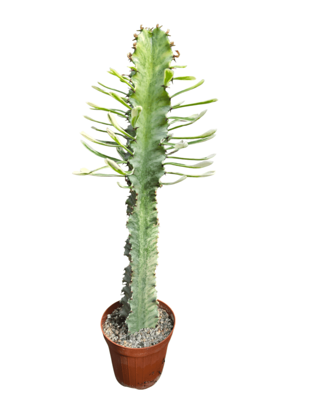 Euphorbia ingens variegata 2