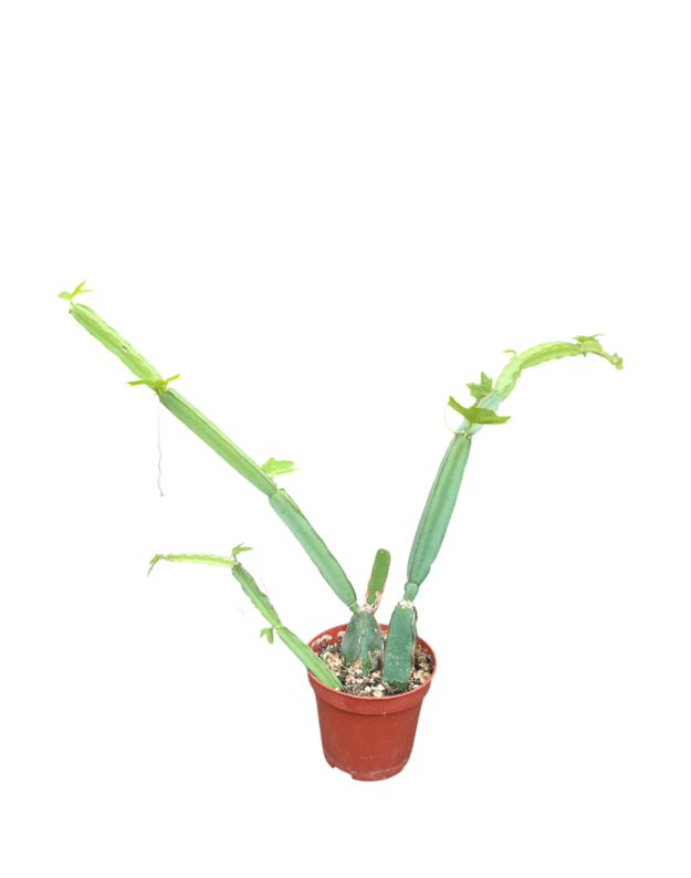 Cissus quadrangularis