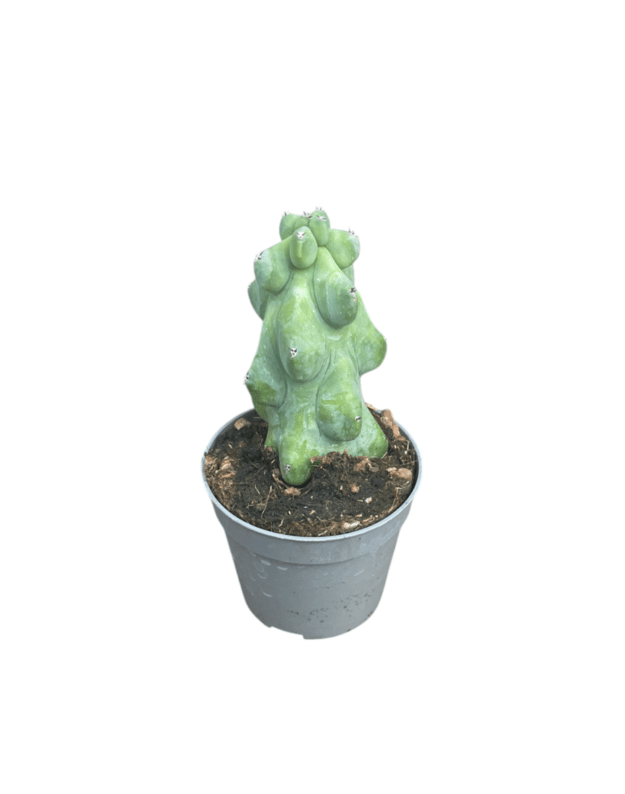 Myrtillocactus geometrizans fukurokuryuzinboku