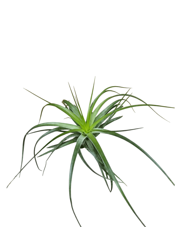 Tillandsia sp. 3