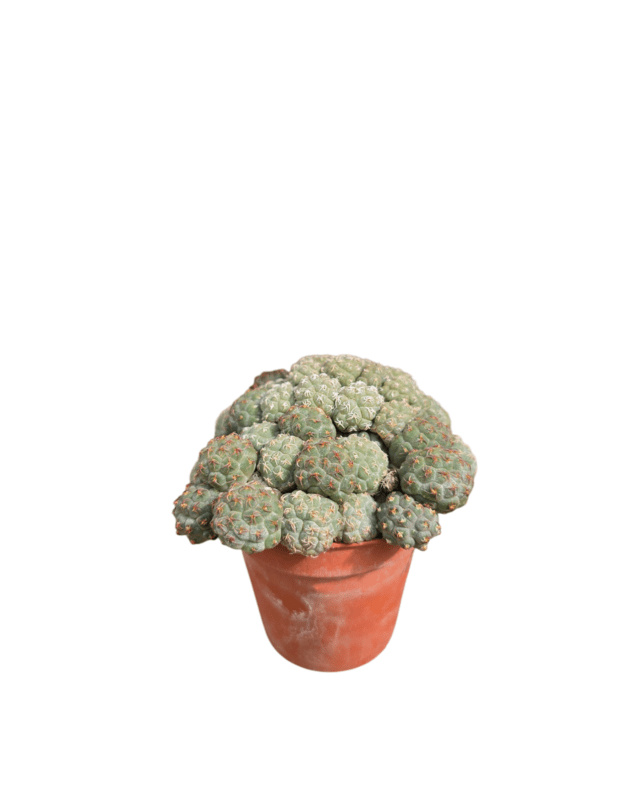 Puna bonniae
