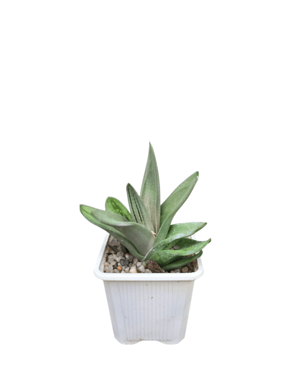 Gasteraloe green ice 