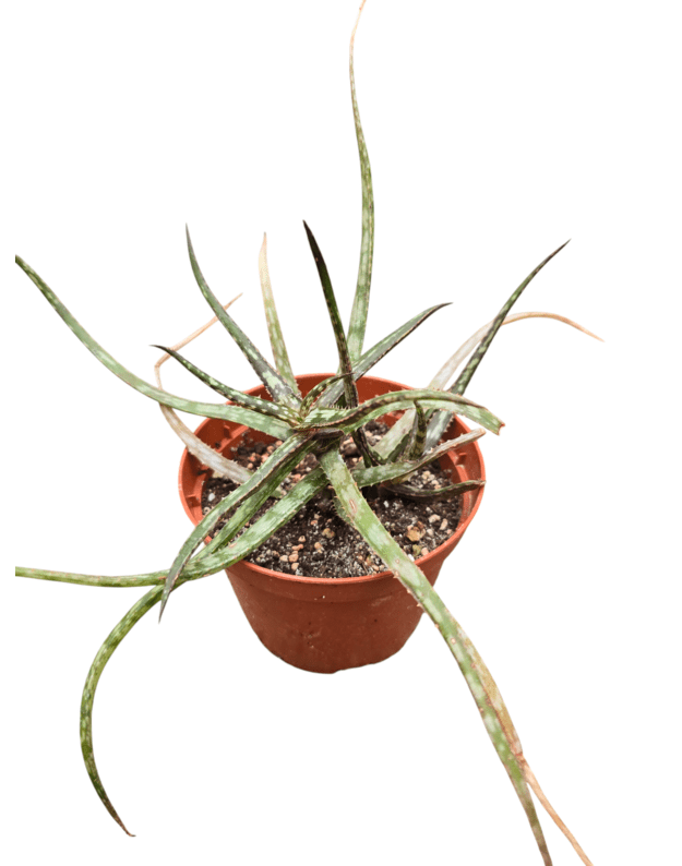 Aloe bakeri
