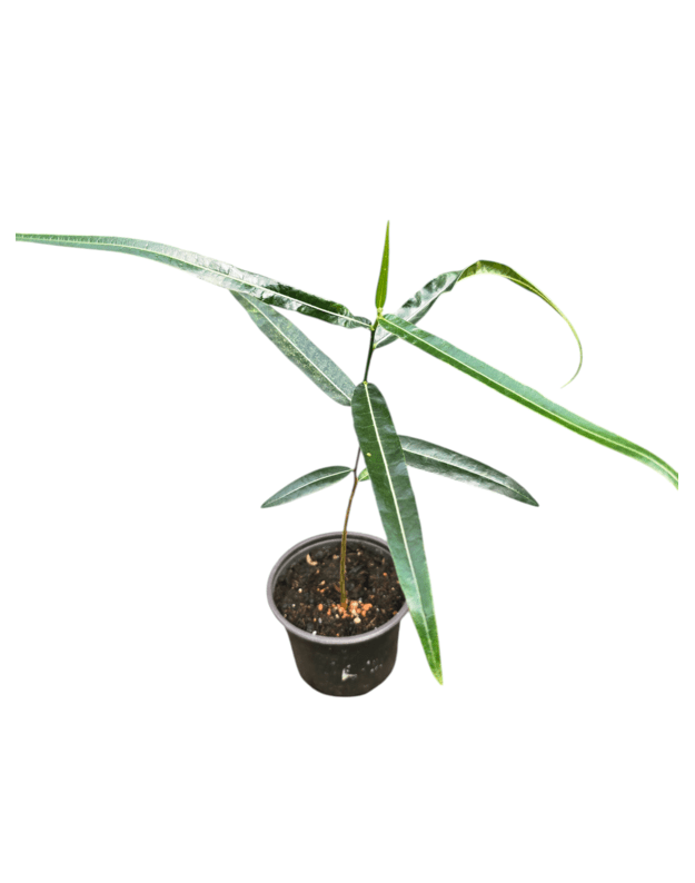 Brachychiton rupestris