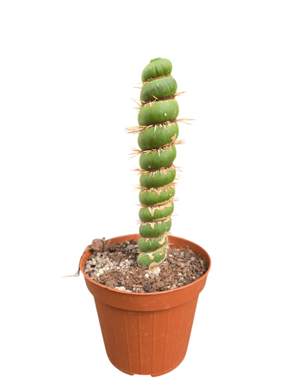 Eulychnia castanea spiralis