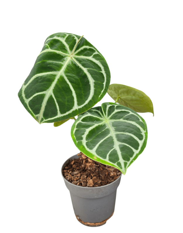 Anthurium silver bush