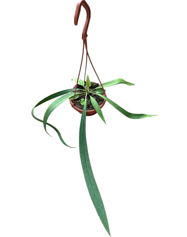 Anthurium vittarifolium 2