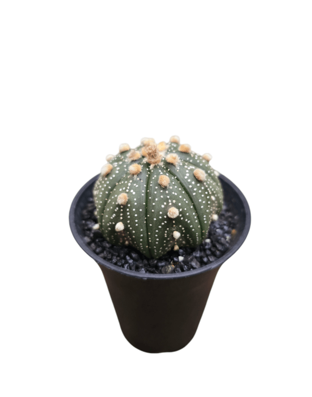 Astrophytum asterias