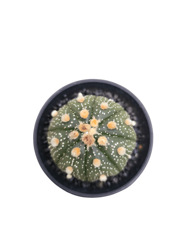 Astrophytum asterias