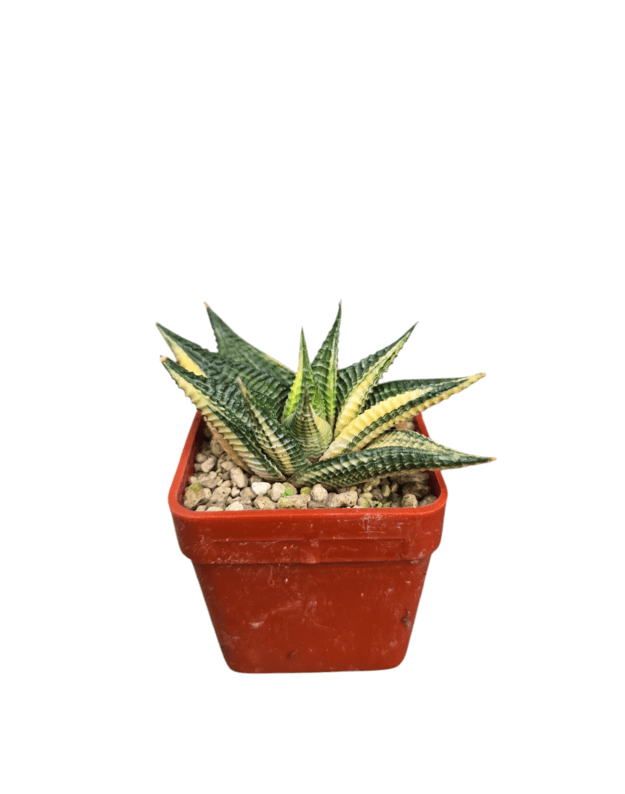 Haworthia limifolia variegata