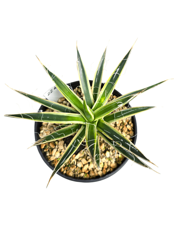 Agave filifera variegata marginata