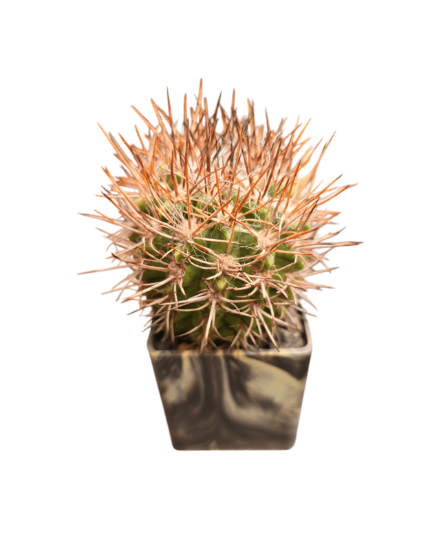 Eriosyce sp.