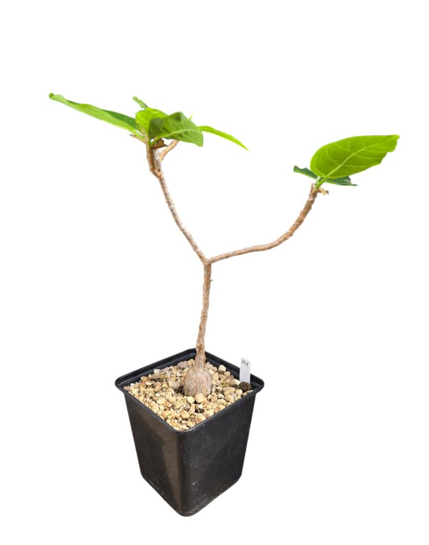 Ficus cordata