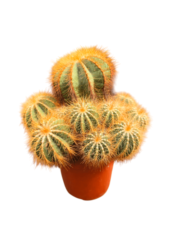 Notocactus magnificum
