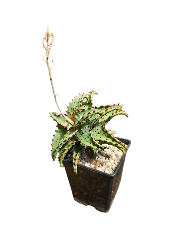Aloe castilloniae