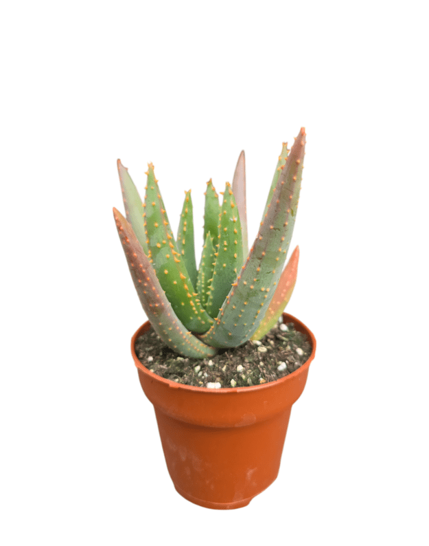 Aloe dichotoma