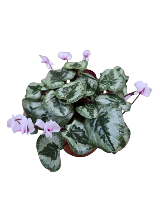 Cyclamen coum 2