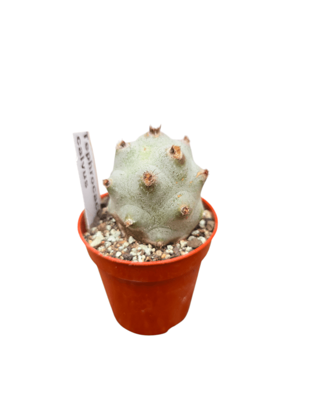Tephrocactus calvus