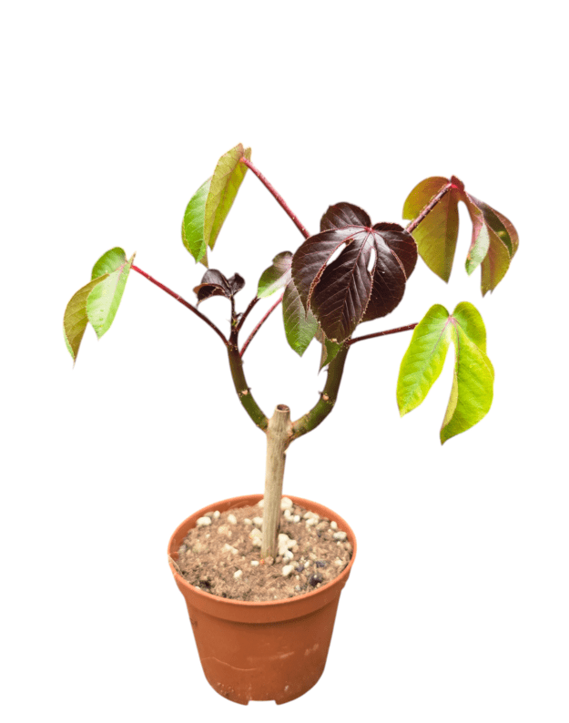 Jatropha gossypiifolia