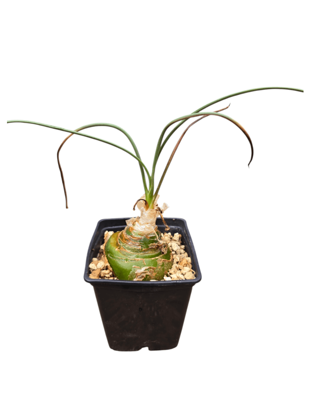 Albuca sp.