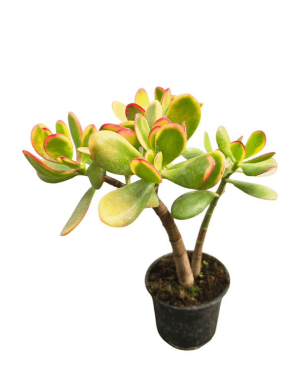 Crassula ovata sunset