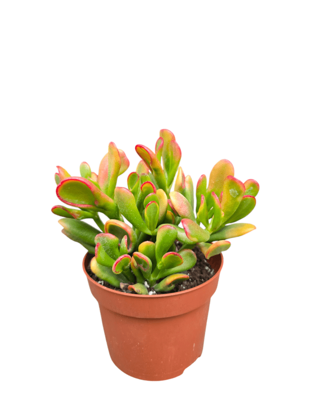 Crassula ovata ‘Gollum’ Variegata