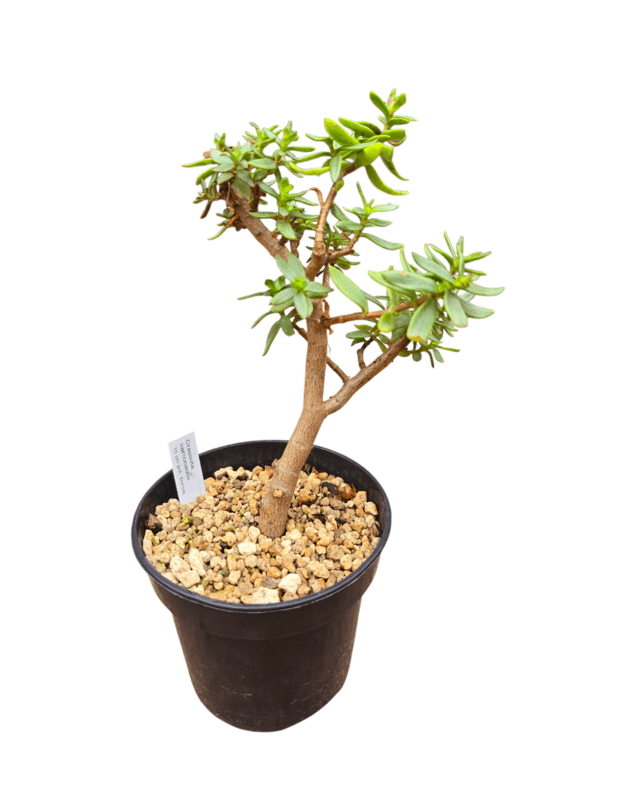 Crassula sarcocaulis