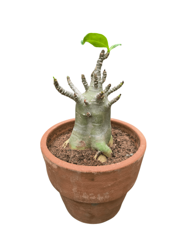 Adenium arabicum 3 (keraminis vazonas+lėkštutė)